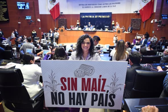 El maíz elemento de identidad nacional, diversidad será protegida por la Constitución: Olga Sosa Ruiz
